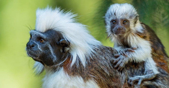 **"Looking to buy a marmoset monkey?