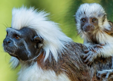 **"Looking to buy a marmoset monkey?