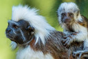 **"Looking to buy a marmoset monkey?
